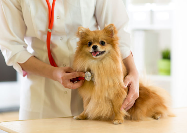 犬の脊髄空洞症【検査・診断方法】