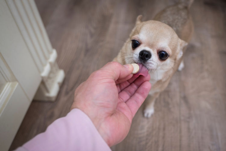 犬の脊髄空洞症【治療方法】