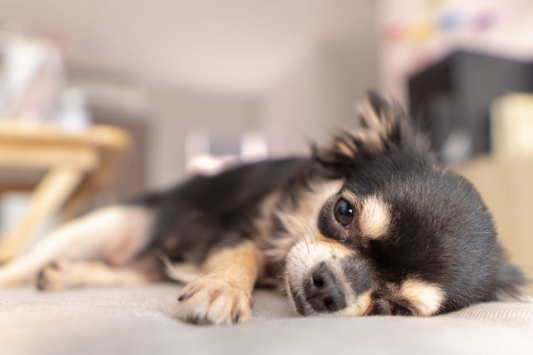 犬のキアリ様奇形