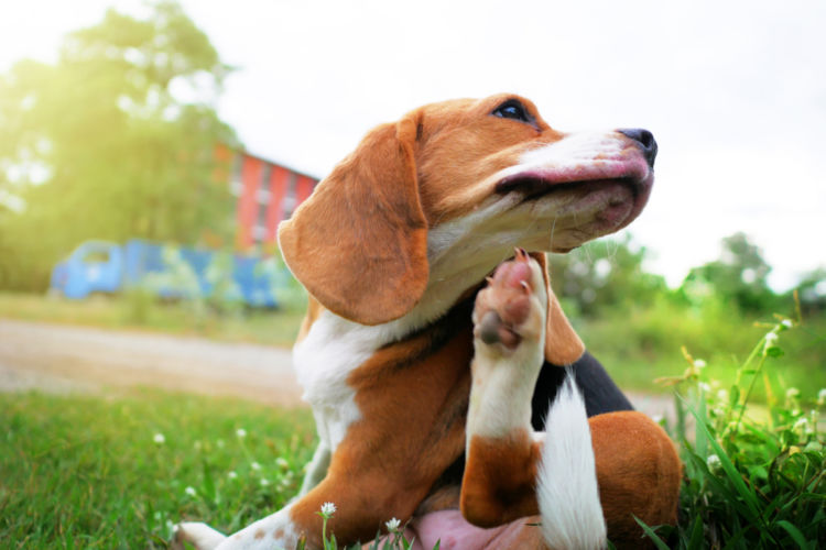 犬のマラセチア皮膚炎【症状】