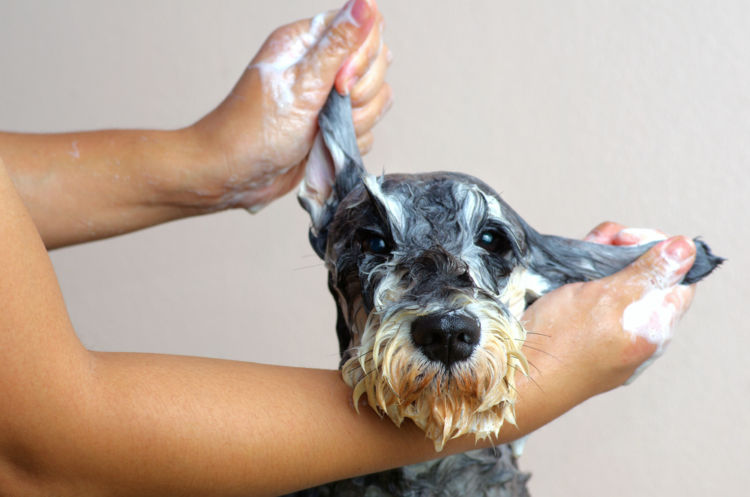 犬のマラセチア皮膚炎【予防対策】