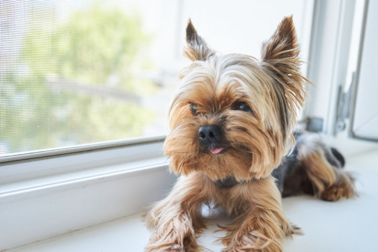 犬の皮膚糸状菌症【発症しやすい犬種】