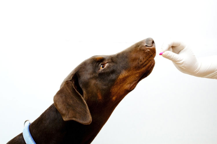 犬の皮膚糸状菌症【診断方法】