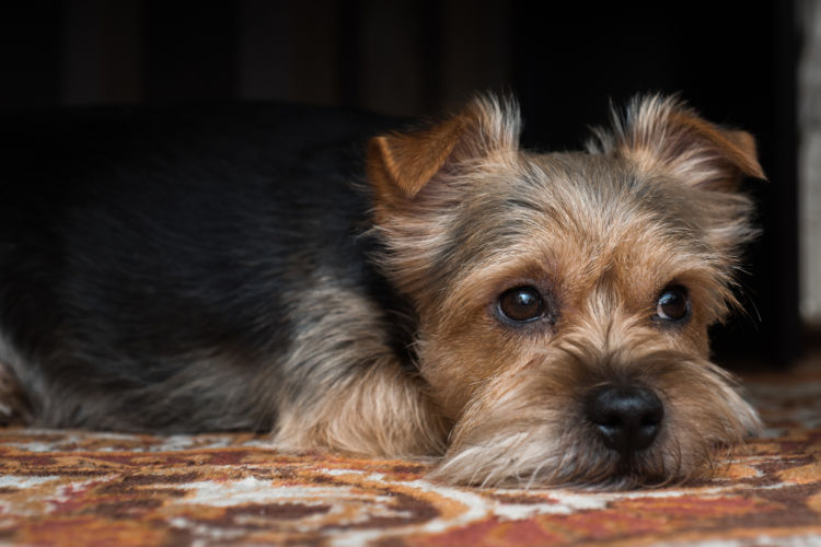 犬の皮膚糸状菌症と間違えやすい病気