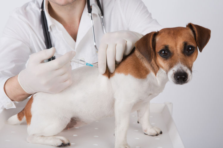 犬の疥癬(ヒゼンダニ症)【治療方法】