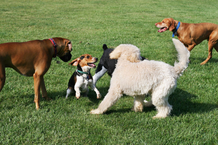 犬の疥癬(ヒゼンダニ症)【予防対策】