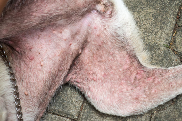 犬の落葉状天疱瘡【症状】