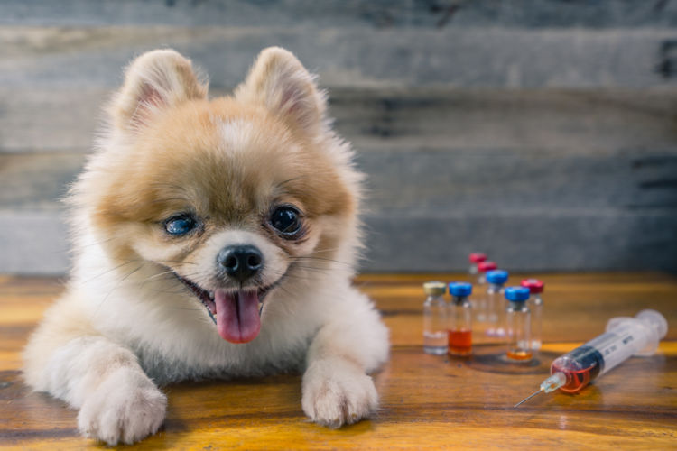 犬の落葉状天疱瘡【治療方法】