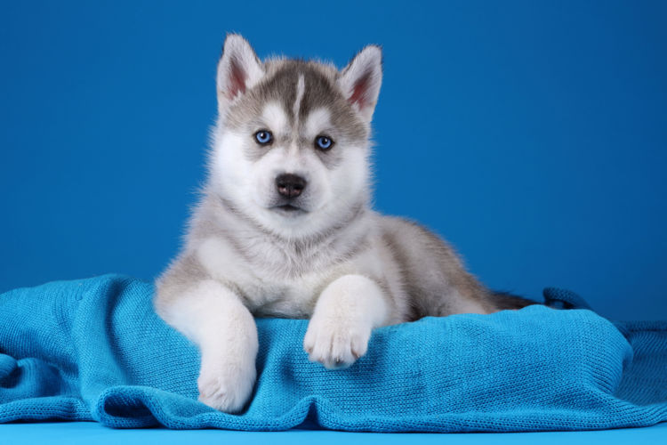 犬の落葉状天疱瘡と間違えやすい病気
