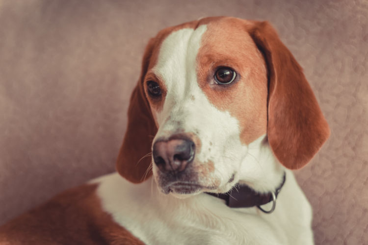 犬のコリー眼異常【症状】