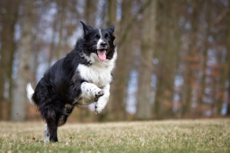 犬のコリー眼異常【発症しやすい犬種】