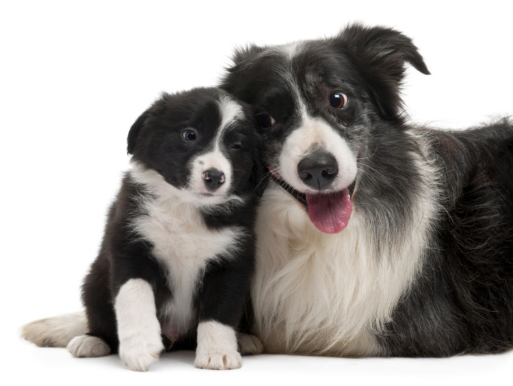 犬のコリー眼異常【予防対策】