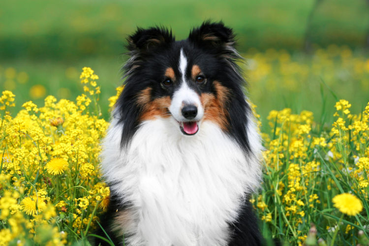 犬のコリー眼異常とは