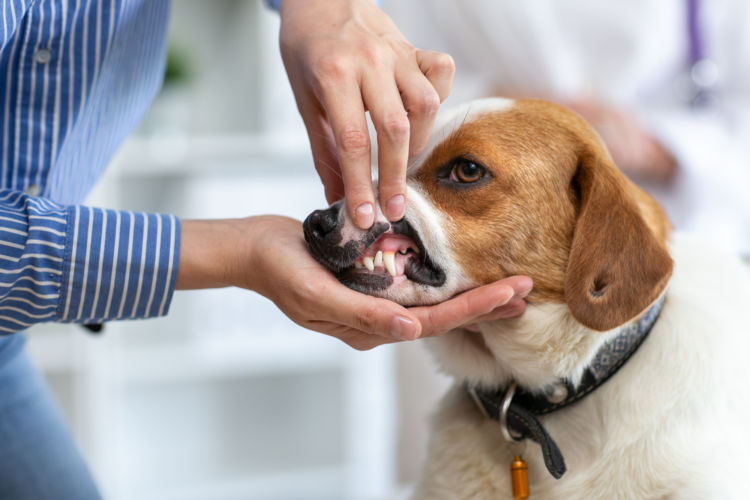 犬の顎骨骨折(がくこつこっせつ)【間違いやすい病気は?】