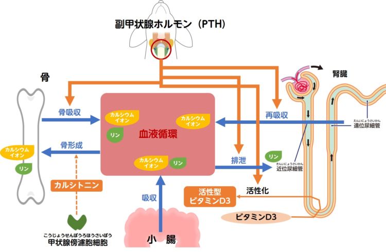 犬の副甲状腺ホルモンの働き