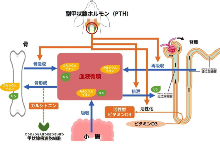 犬の副甲状腺ホルモンの働き