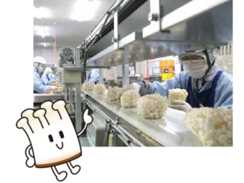 えのき茸の栽培作業スタッフ