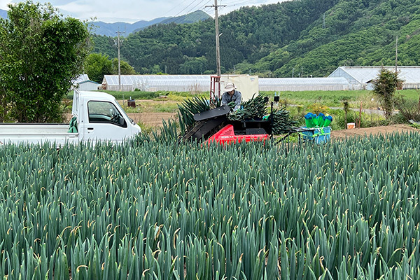 ネギなどの農業作業スタッフ