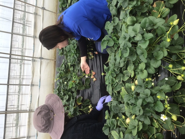 農業資材の営業スタッフ