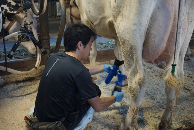 白バラ牛乳に携わる酪農ヘルパー（正職員）