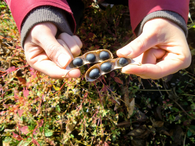 豆の仕入れ・交渉スタッフ