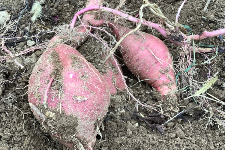 開園当初から食育に注力