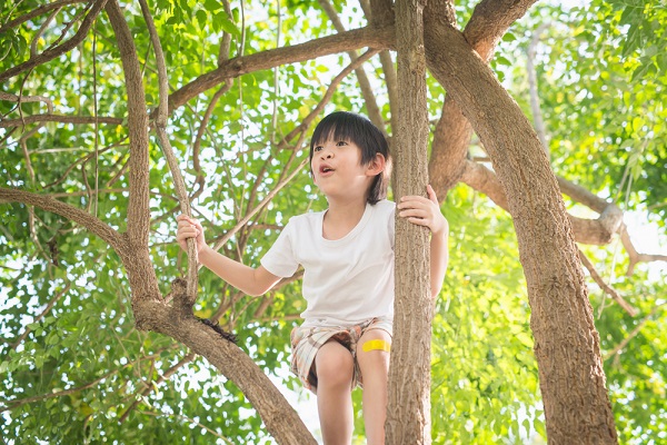 木登りをする男の子の写真