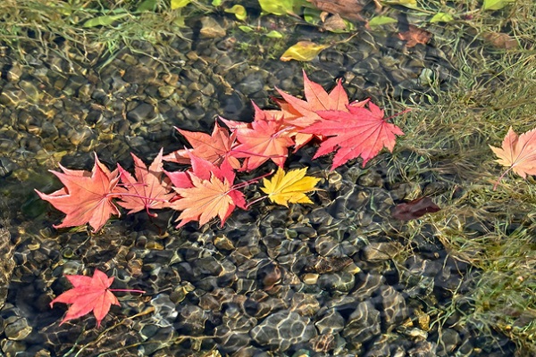 落ち葉流し