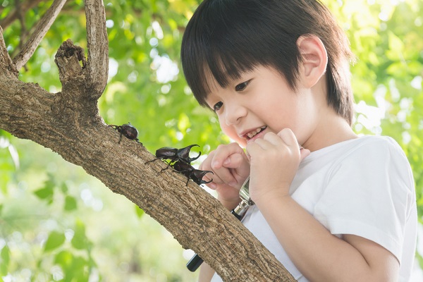 虫を観察する男の子の写真
