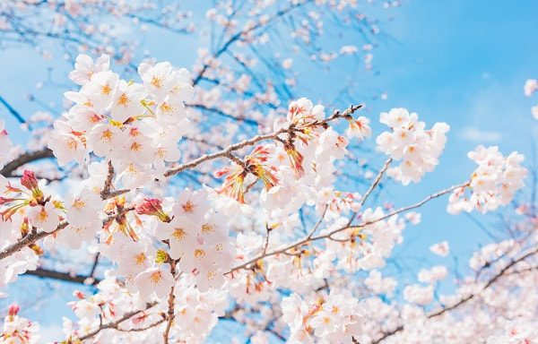 新卒保育士向け 保育園の3月のおたより文例 時候の挨拶を添えた書き出しや子どもの様子など 保育学生の就活お役立ちコラム 保育士バンク 新卒