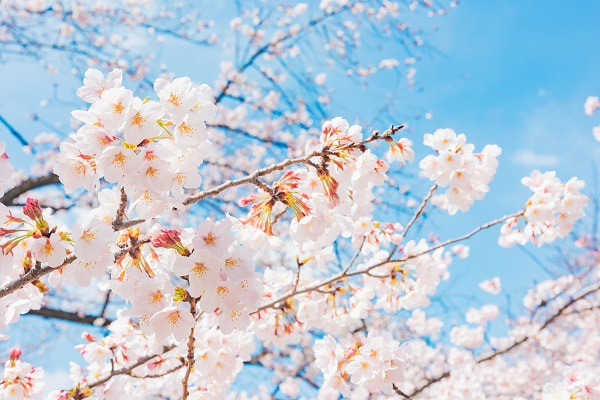 3月の桜