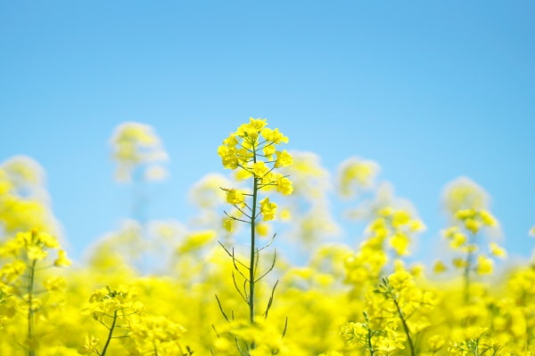 3月の菜の花の様子