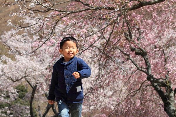 桜 男の子