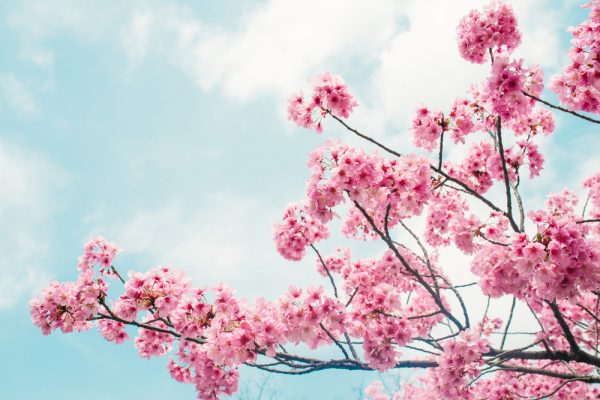 春の様子