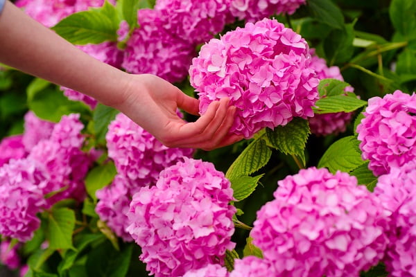 6月の製作 梅雨にぴったりなあじさいをスタンプやにじみ絵で表現しよう 保育士求人なら 保育士バンク