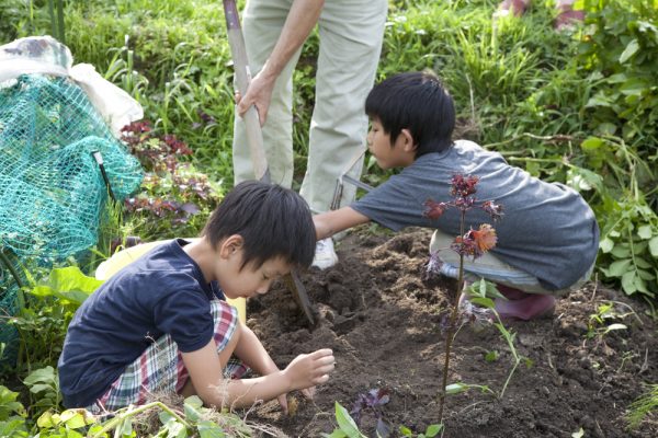 子どもとお芋