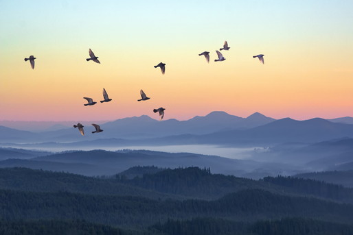 夕陽と山と鳥