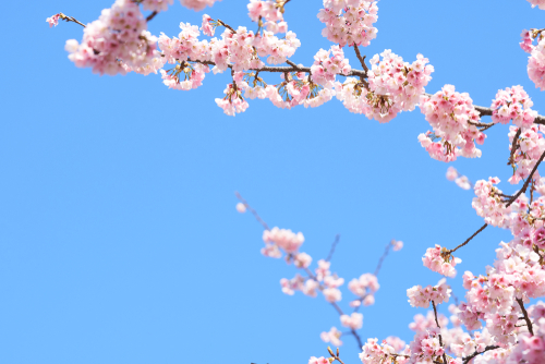 4月スタートの保育士求人は転職しやすい?新年度の転職を目指すには