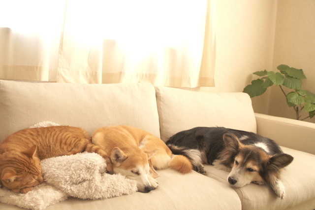 ペットのためにリフォーム リノベーションしたい方へ 安全で快適に過ごすためのアイデア 事例をご紹介 リフォーム費用の一括見積り リショップナビ