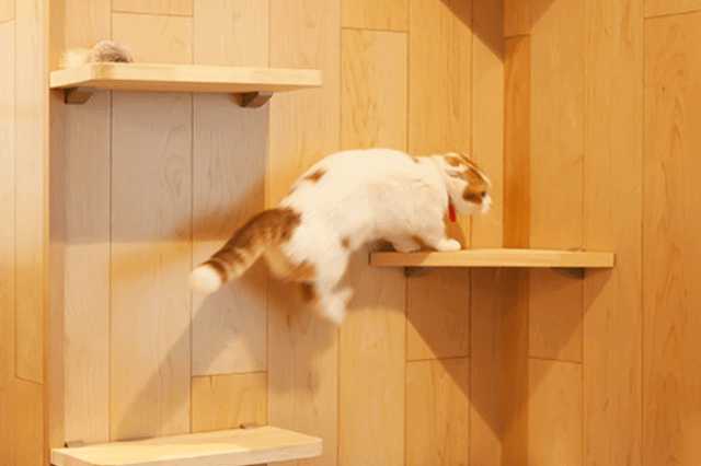 猫への思いやりがつまった家 充実のキャットウォーク実例まとめ リフォーム費用の一括見積り リショップナビ