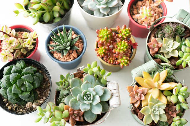 観葉植物