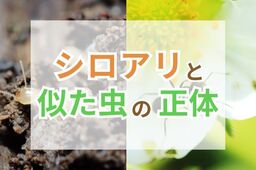 シロアリに似た虫の正体と見分け方｜シロアリ被害の早期発見のコツも解説