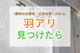 羽アリを見つけたらどうする？駆除の必要性・応急処置・正しい対処法を解説