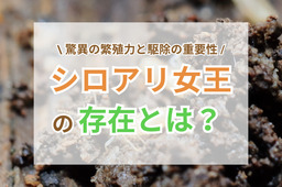 シロアリ女王の存在とは？驚異の繁殖力と駆除の重要性