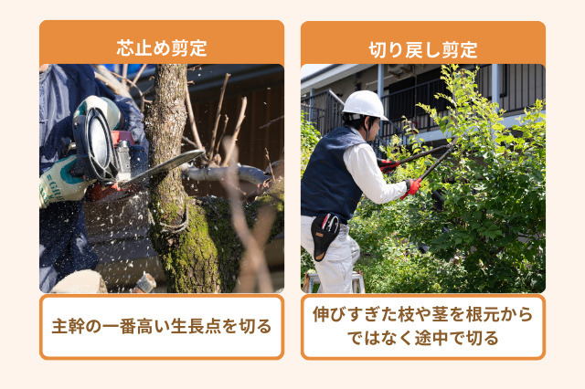 高くなりすぎた木の剪定方法として、芯止め剪定とは、主幹の一番高い位置にある生長点を切り、木の縦方向の成長を抑える技術で、切り戻し剪定、伸びすぎた枝や茎を根元からではなく途中で切る技法です。