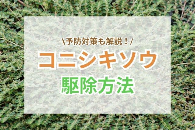 コニシキソウ駆除のポイント｜自分でできる対策と業者活用すべきケース