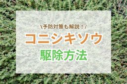 コニシキソウ駆除のポイント｜自分でできる対策と業者を活用すべきケース