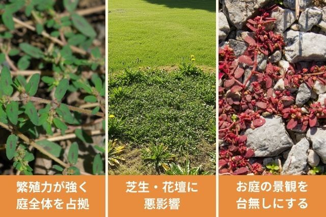 コニシキソウ_駆除_放置リスク