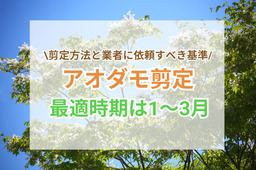 アオダモ剪定の最適時期は1〜3月！剪定方法とプロに依頼する判断の基準