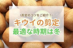 キウイの剪定の最適な時期は冬と夏?|実をつけるための整え方